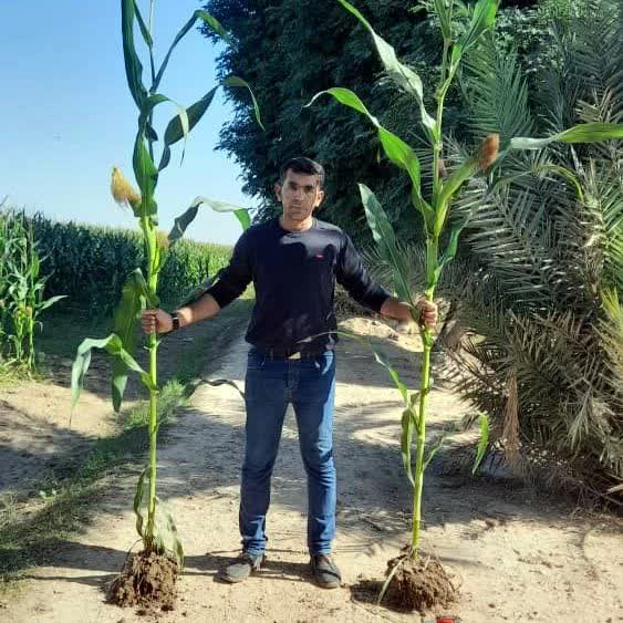 کشاورز تولید کننده ذرت