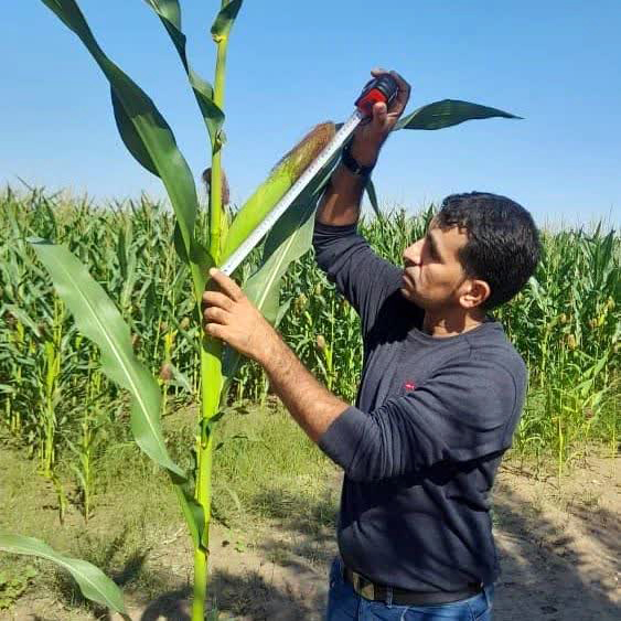 کشاورز تولید کننده ذرت